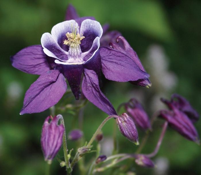 Aquilegia vulgaris Winky Purple and White