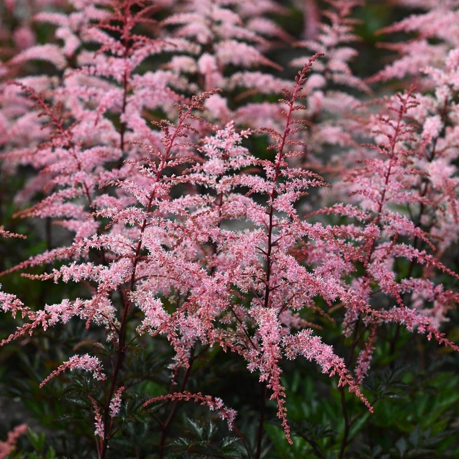 Astilbe simplicifolia Pretty in Pink
