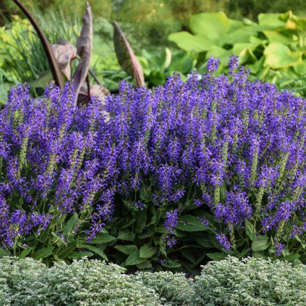 Salvia Fashionista® Evening Attire