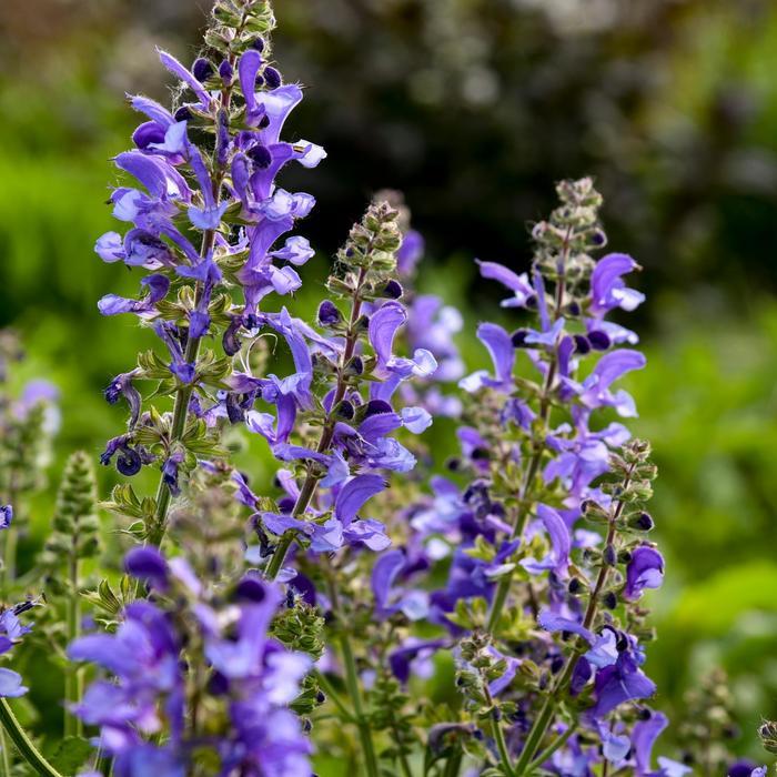 Salvia Living Large® Big Sky PP37290