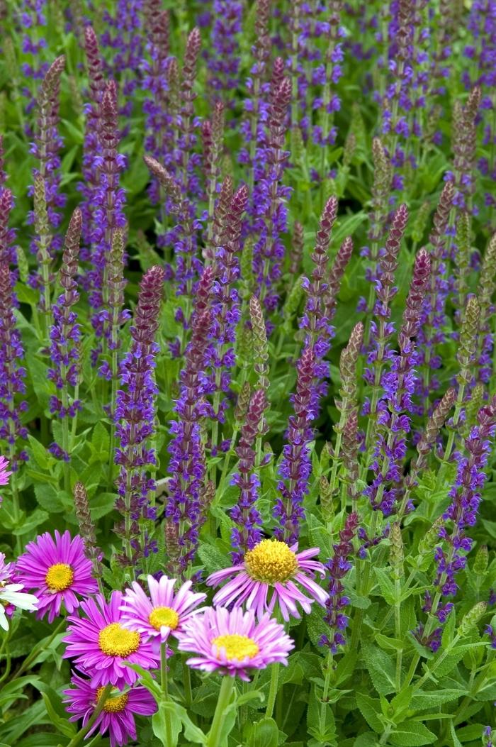 Salvia nemorosa East Friesland