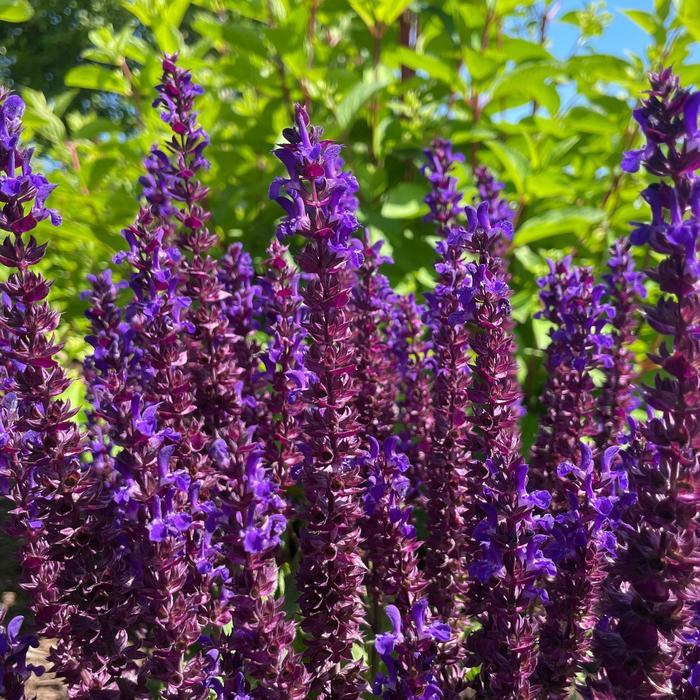 Salvia nemorosa Perpetual Purple™ PPAF