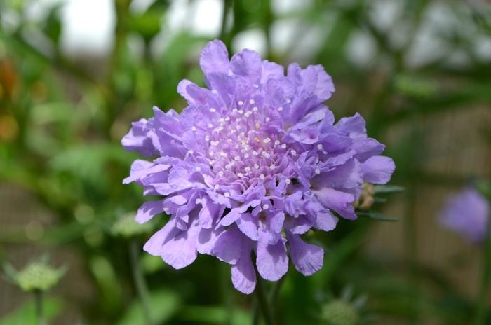 Scabiosa columbaria Flutter® Deep Blue PP28043