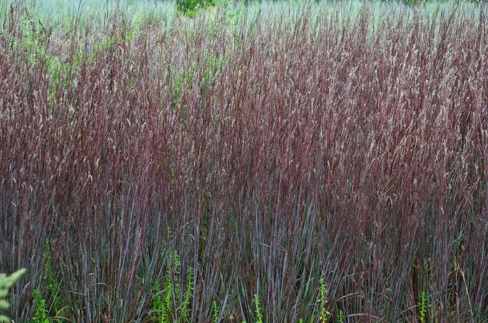 Schizachyrium scoparium Prairie Winds® Blue Paradise