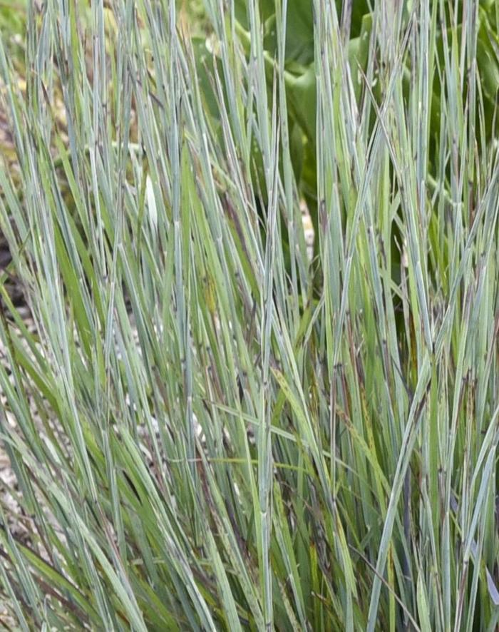 Schizachyrium scoparium Prairie Winds® Brush Strokes