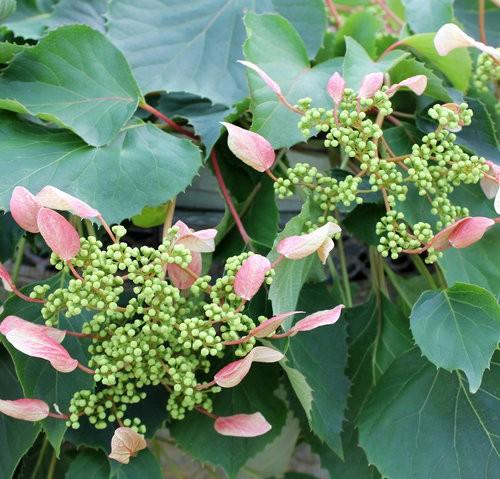 Schizophragma Rose Sensation™