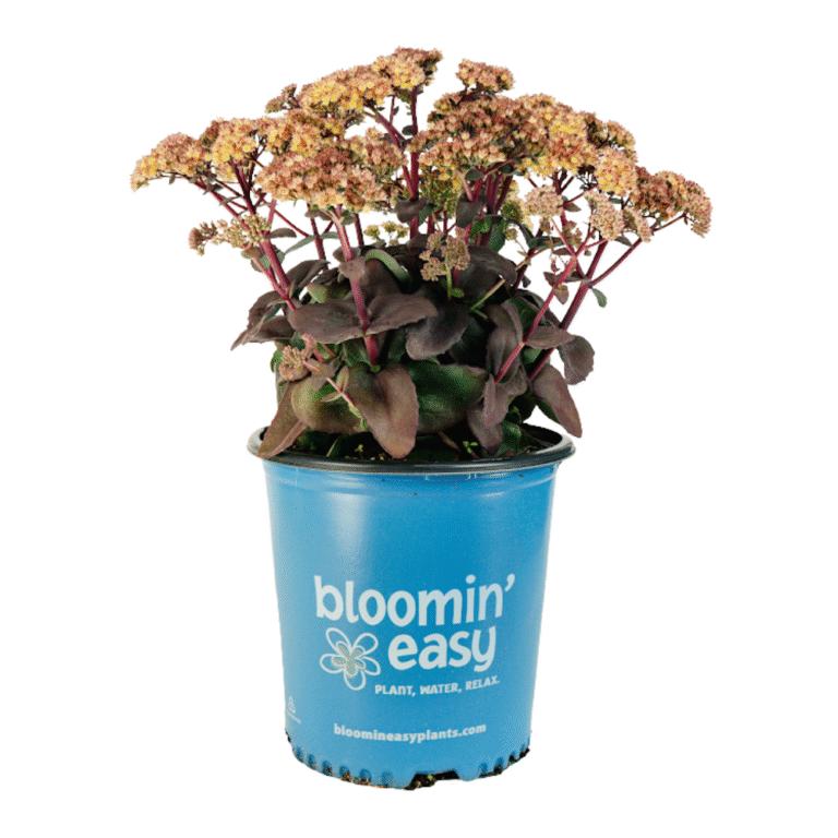 Sedum Puff Pastry™ White Chocolate PP37144