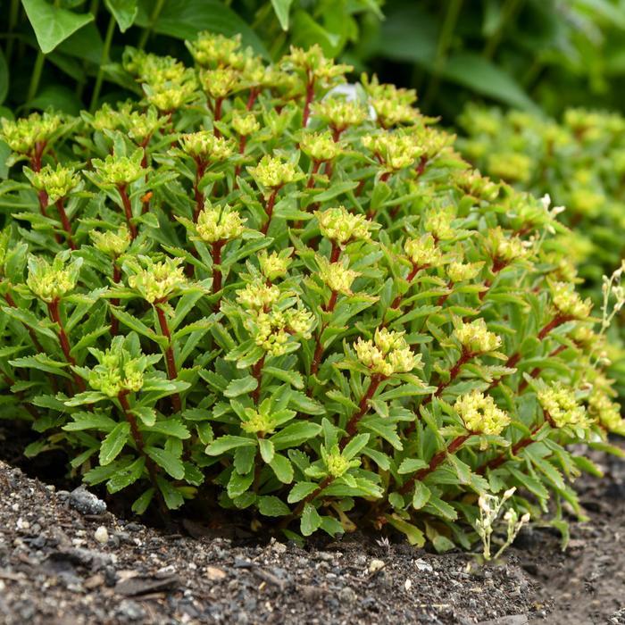 Sedum Rock 'N Round® Bright Idea