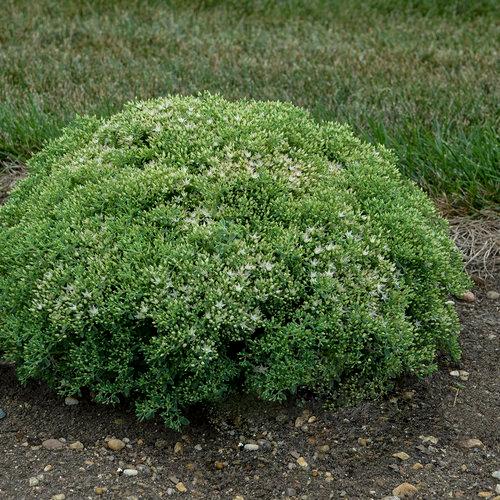 Sedum Rock 'N Round® Bundle of Joy