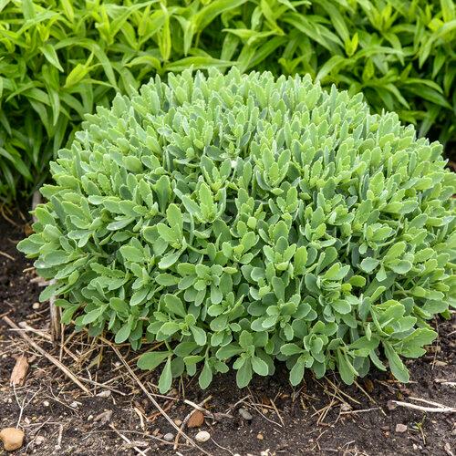 Sedum Rock 'N Round® Pure Joy