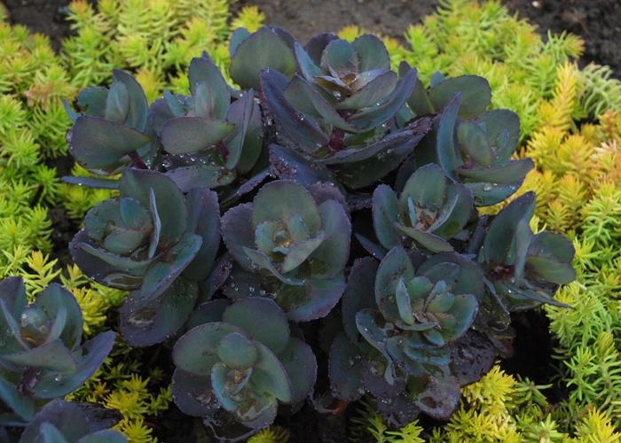 Sedum Sunsparkler® Blue Pearl