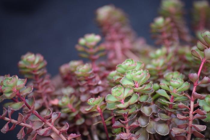 Sedum spurium Fulda Glow