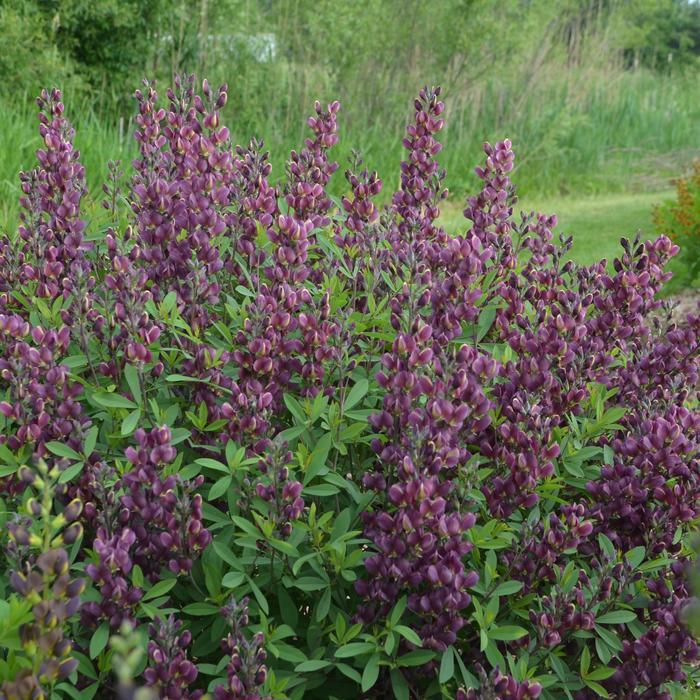 Baptisia Burgundy Blast
