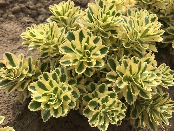 Sedum takesimense Atlantis® PP27454
