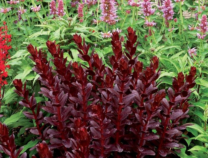 Sedum telephium Touchdown™ Touchdown Teak