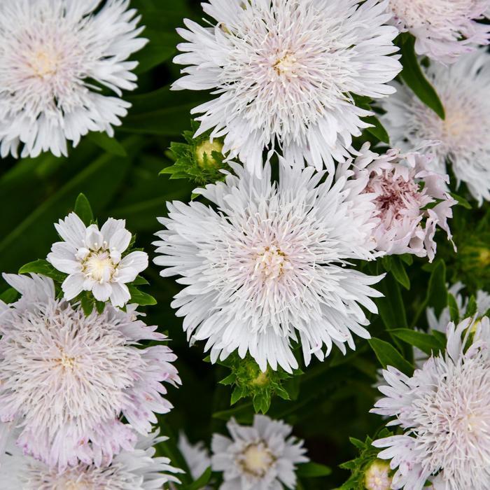 Stokesia Totally Stoked Whitecaps