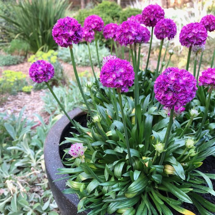 Armeria Dreameria® Vivid Dreams