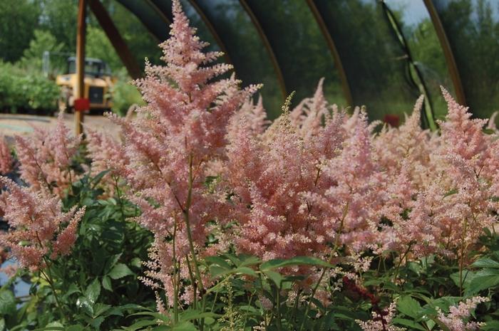Astilbe rosea Peach Blossom