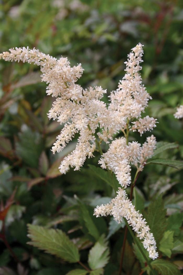 Astilbe x arendsii Deutschland
