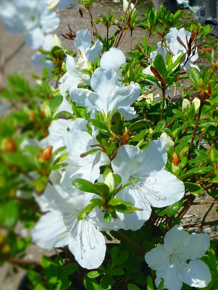Azalea Evergreen Gir. Pleasant White