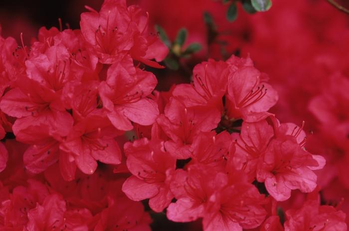 Azalea Evergreen Hino Crimson