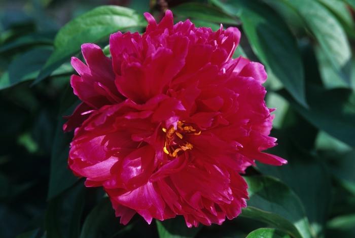 Paeonia lacttiflora Karl Rosenfield