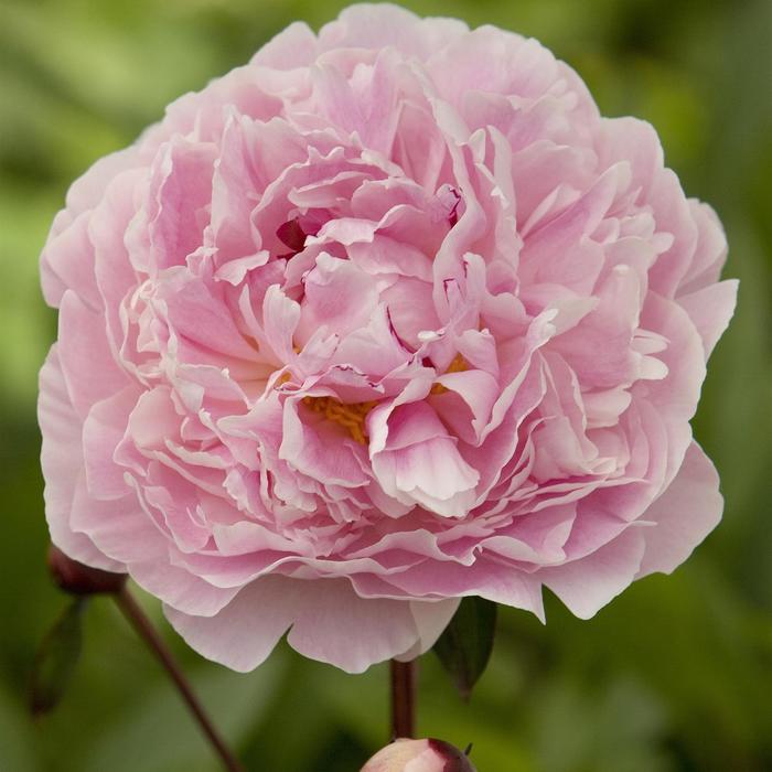 Paeonia lacttiflora Sarah Bernhardt