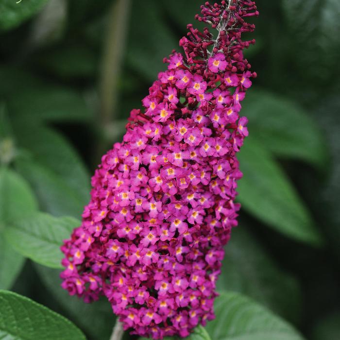 Buddleia CranRazz™ PP25730