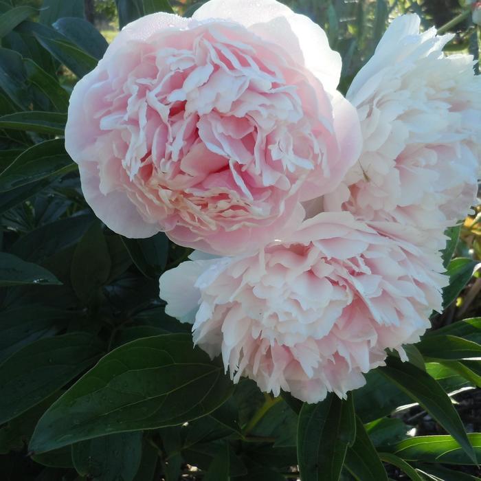 Paeonia lacttiflora Shirley Temple