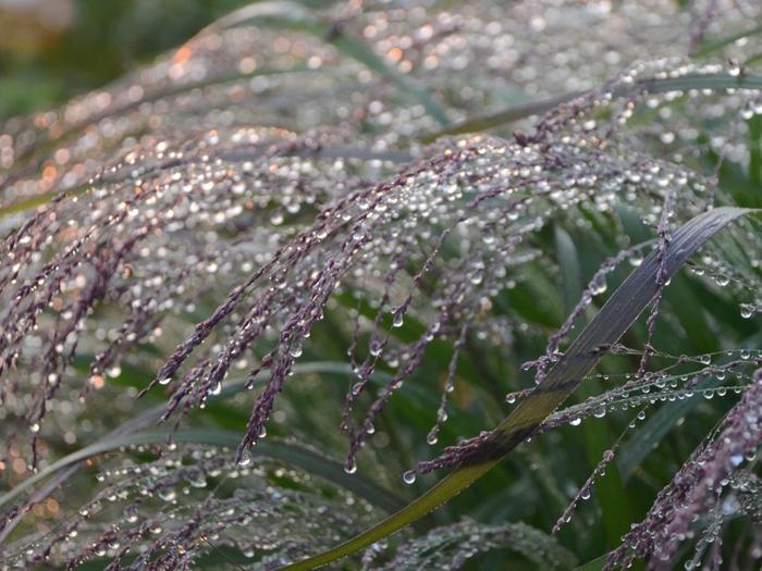 Panicum virgatum Prairie Winds® Apache Rose