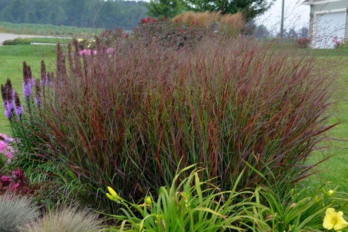 Panicum virgatum Prairie Winds® Cheyenne Sky