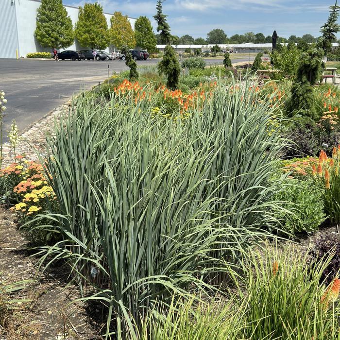 Panicum virgatum Prairie Winds® Totem Pole