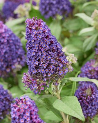 Buddleia Little Rockstars Purple