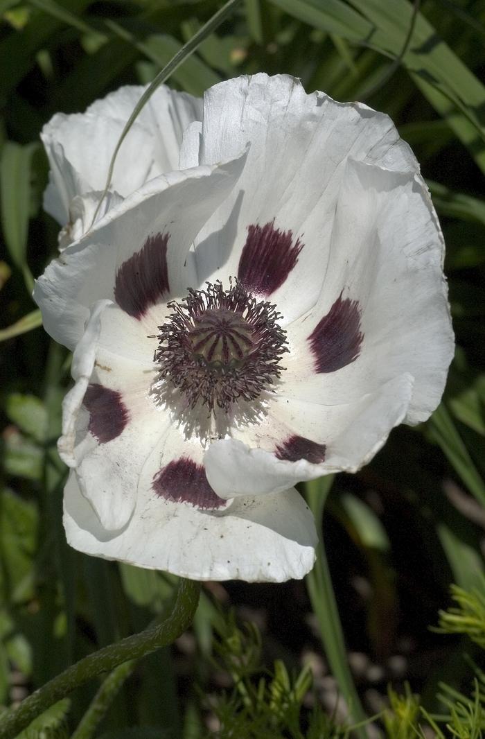 Papaver orientalis Royal Wedding