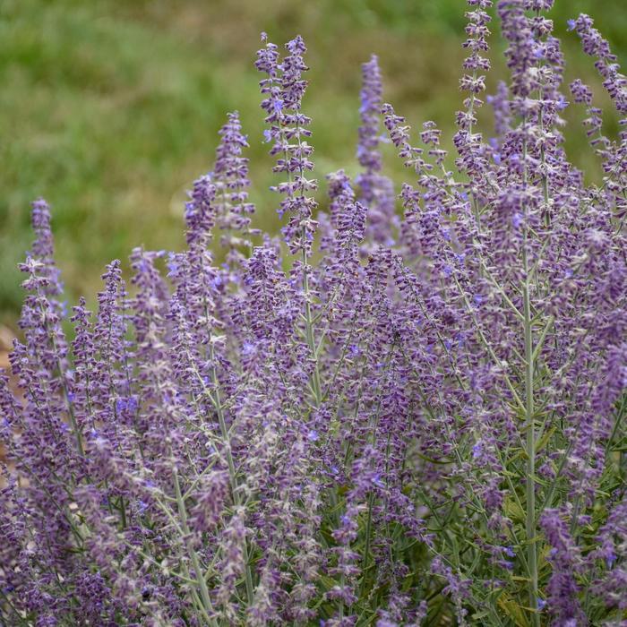 Perovskia atriplicifolia Sage Advice