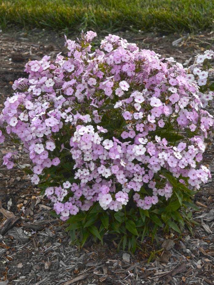 Phlox Opening Act Blush