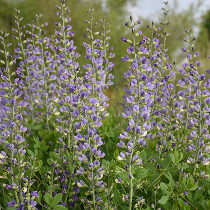 Baptisia Decadence® Deluxe Blue Bubbly