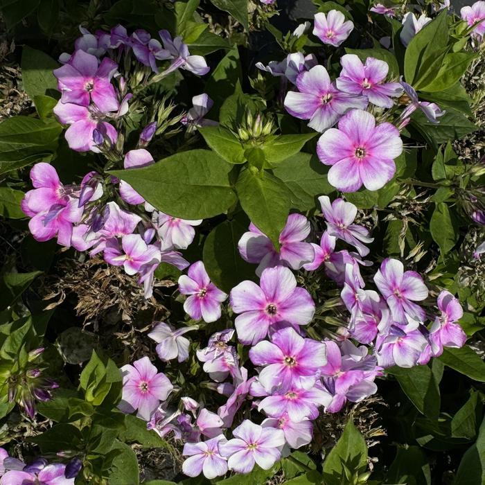 Phlox paniculata Bambini® Lucky Liliac