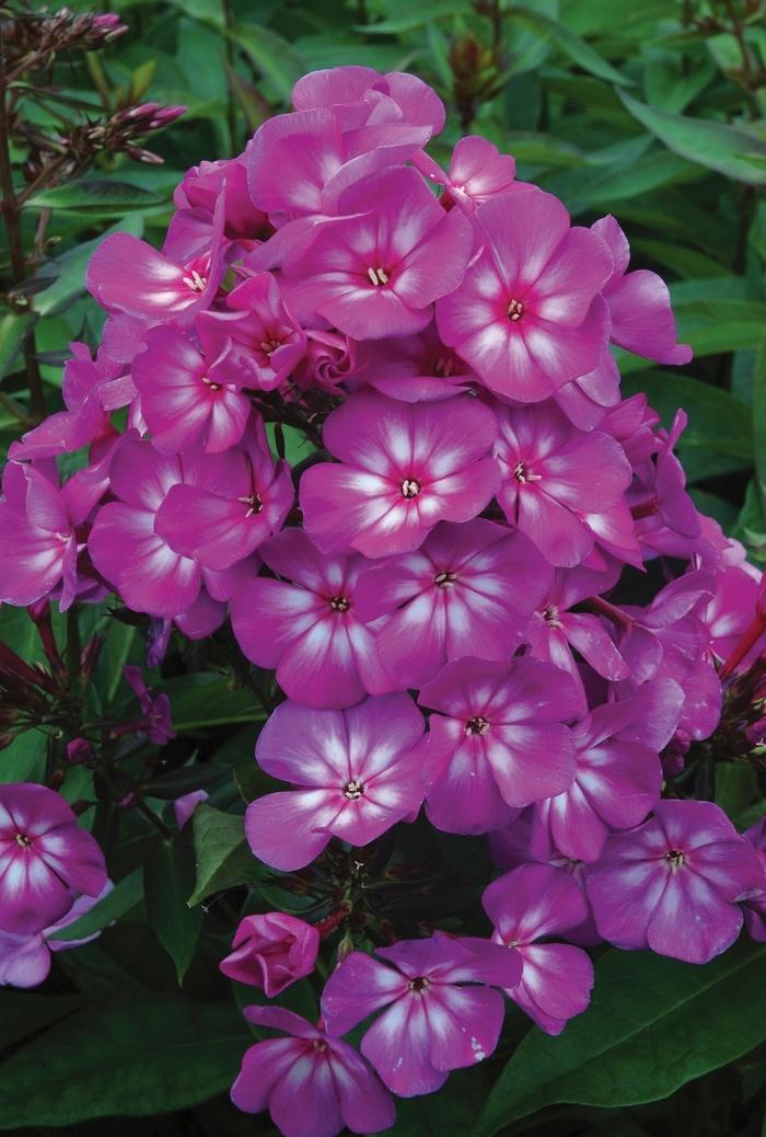 Phlox paniculata Candy Store® Grape Lollipop™ PP21109