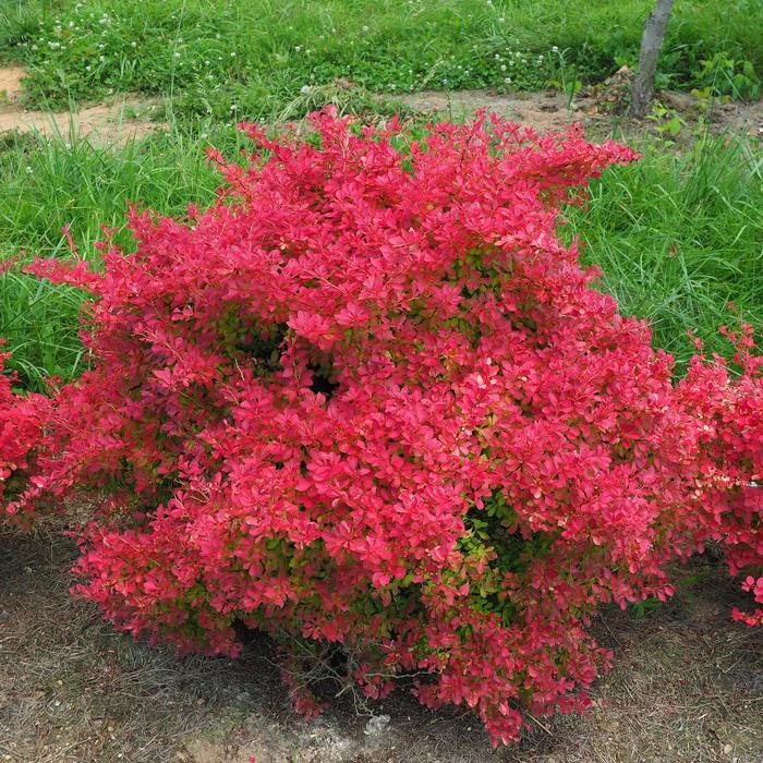 Berberis thunbergii Sunjoy Neo® PP33272