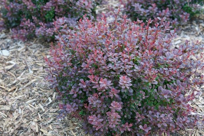 Berberis thunbergii Sunjoy Todo® PP29504