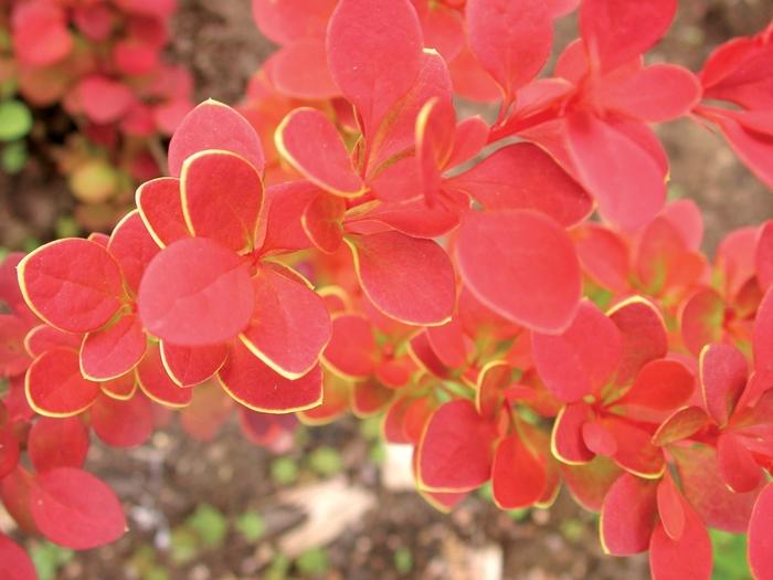 Berberis thunbergii Sunjoy® Tangelo