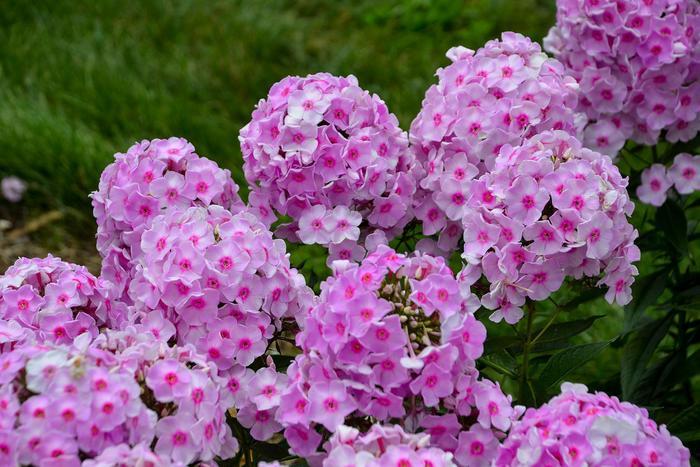 Phlox paniculata Luminary® Opalescence