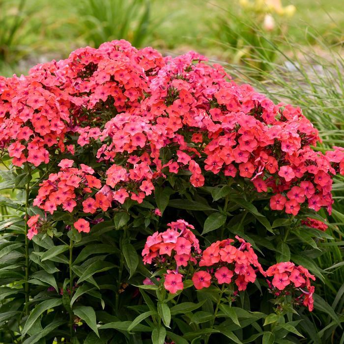 Phlox paniculata Luminary® Sunset Coral