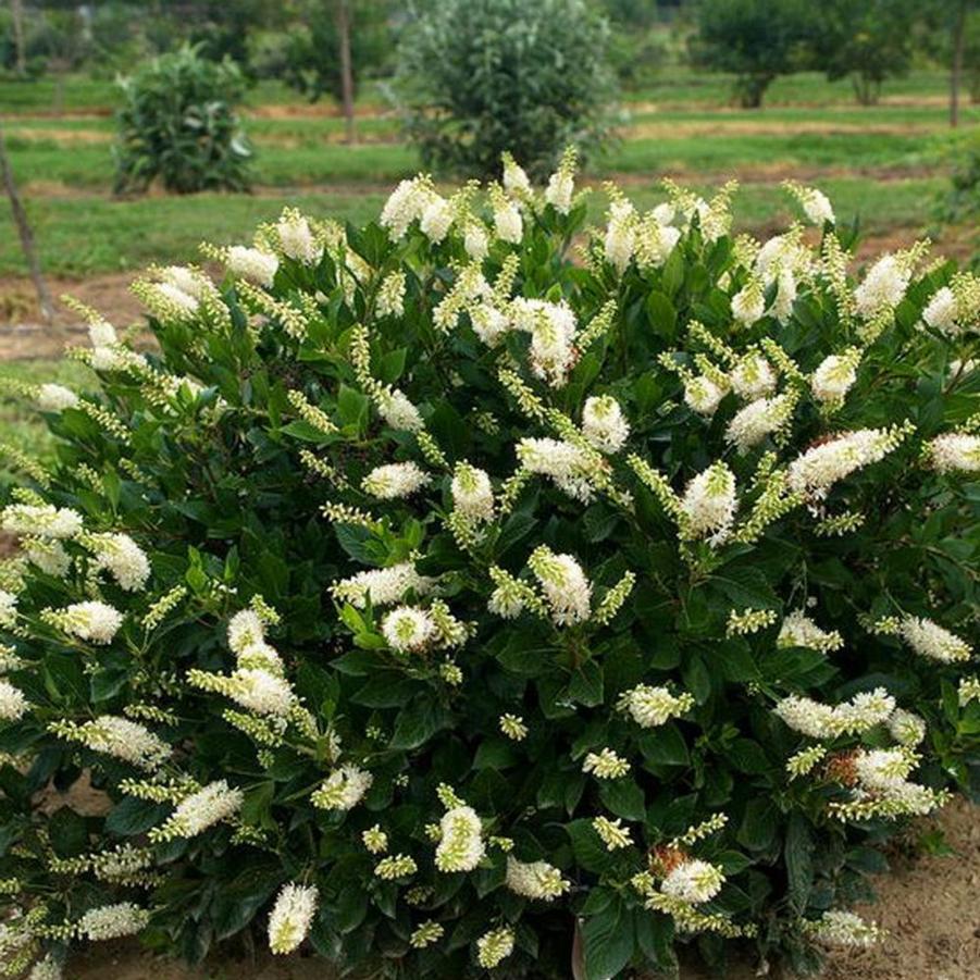 Clethra alnifolia Hummingbird