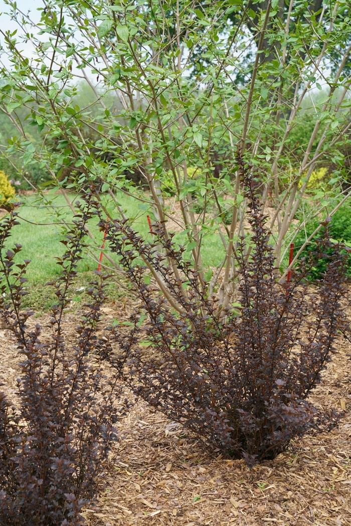 Physocarpus opulifolius Summer Wine® Black