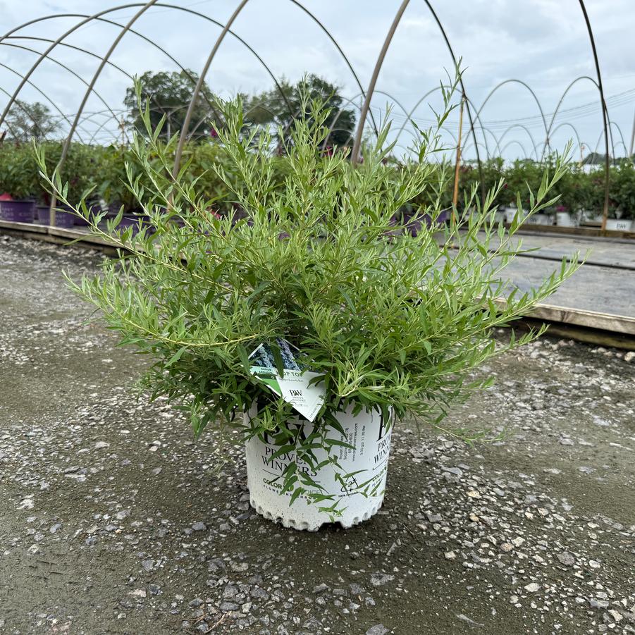 Buddleia Mop Top® PP36748