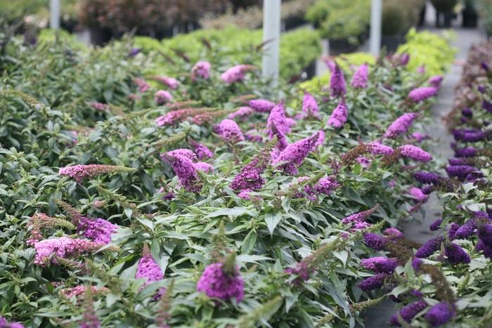 Buddleia Pugster Perwinkle® PP28796