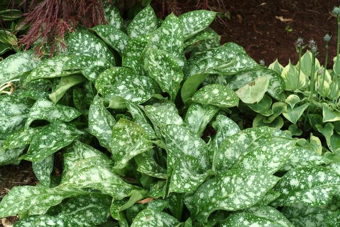 Pulmonaria Dark Vader PP12333