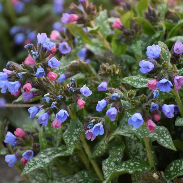 Pulmonaria Pink-a-Blue